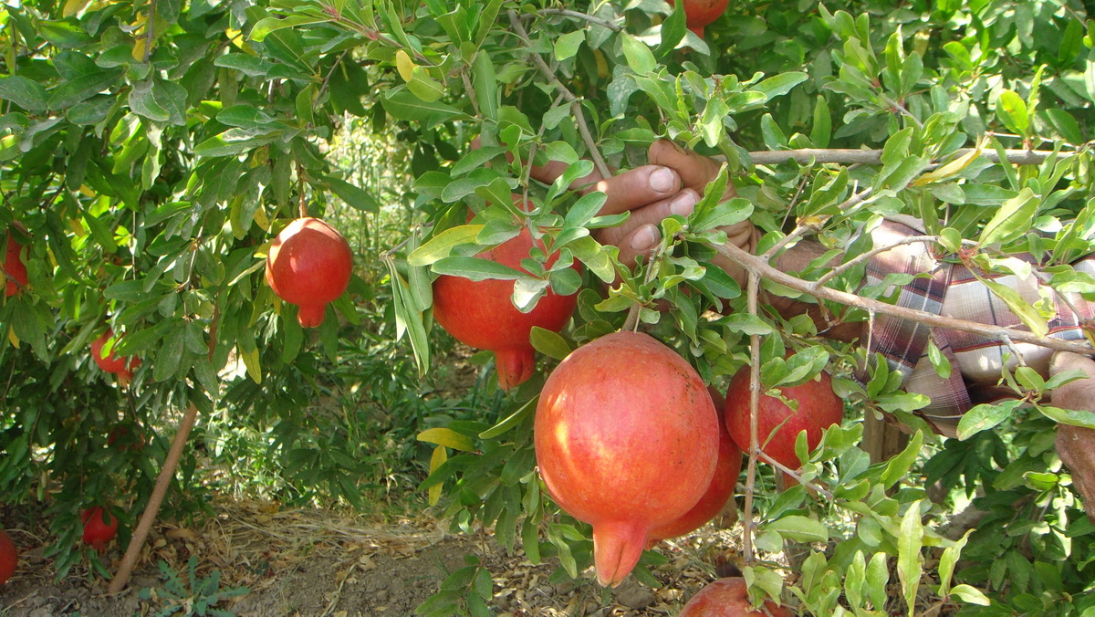 Pomegranate3